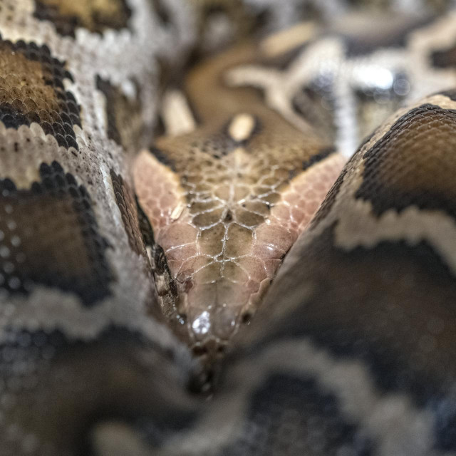 Kraljevski piton, ilustrativna fotografija