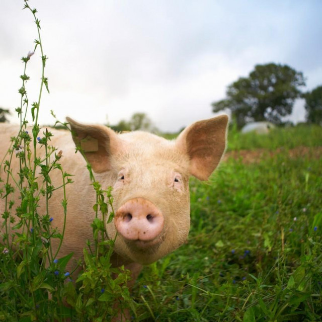 Ilustrativna fotografija