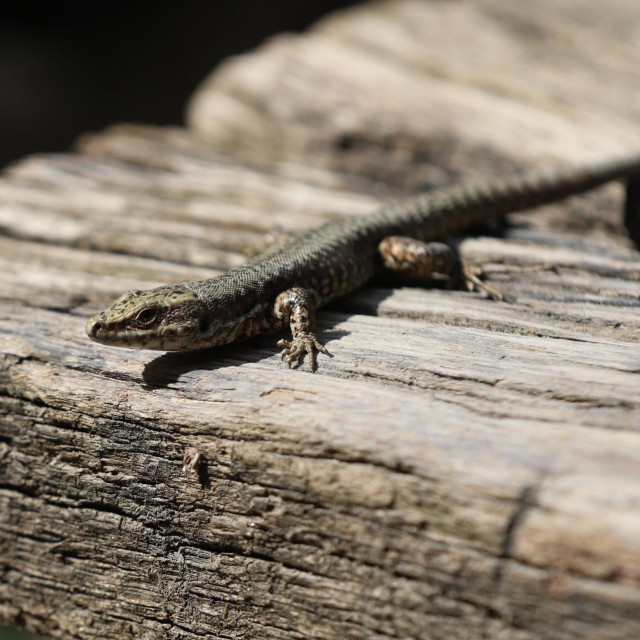 Ilustrativna fotografija