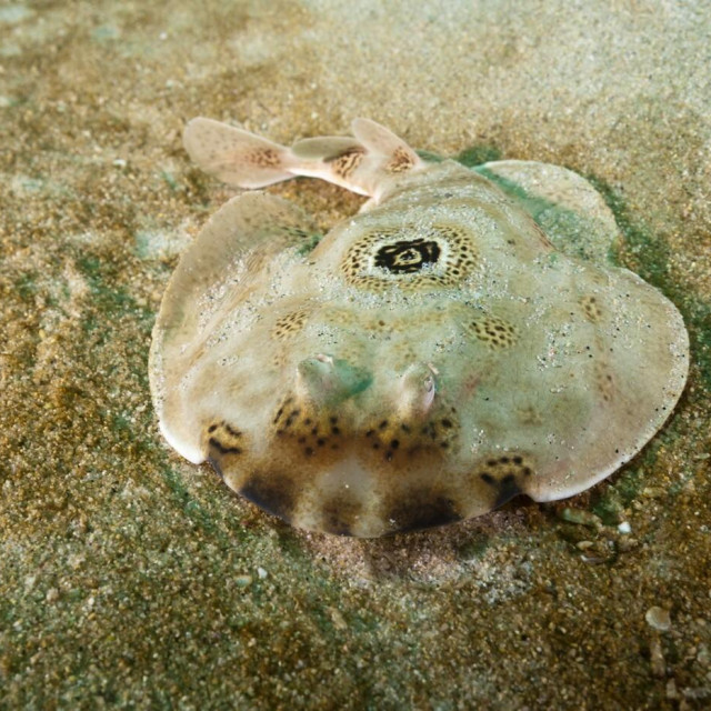 Ilustrativna fotografija