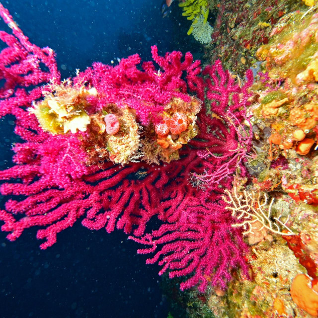 Kornati, 061224.
SCUBA SKENER.
Nacionalni park Kornati.
Ronjenje na poziciji otocic Lavsa u arhipelagu Kornata, test ronilackog racunala Garmin Descent MK3.
Na fotografiji: crvene gorgonije.