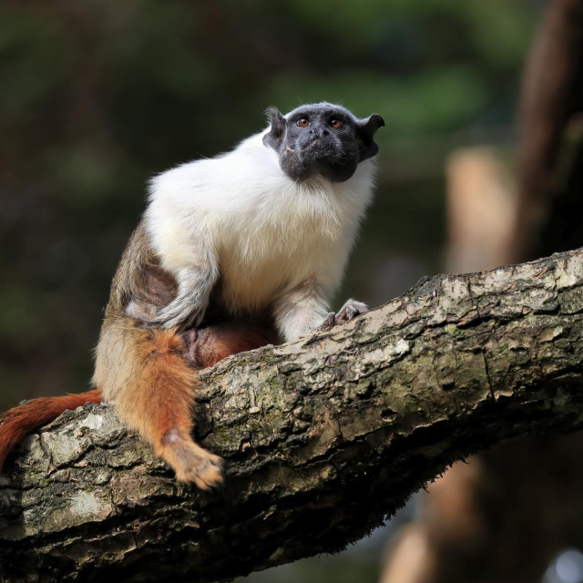 Šareni tamarin (ilustrativna fotografija)