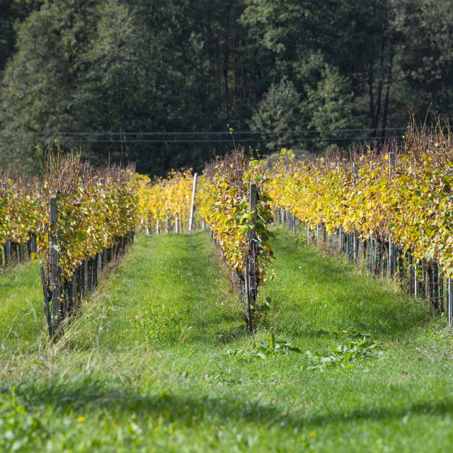 U međimurskim vinogradima