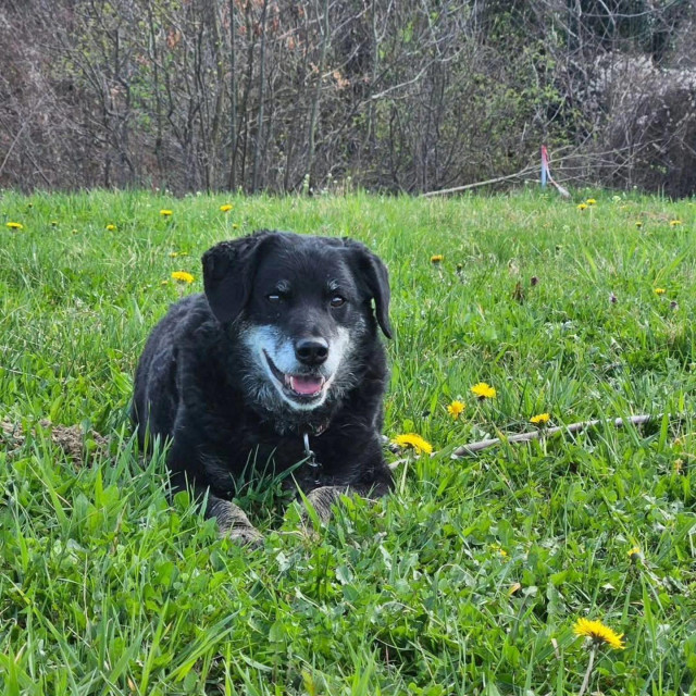 Kujica Lina jedna je od štićenica udruge koja traži dom