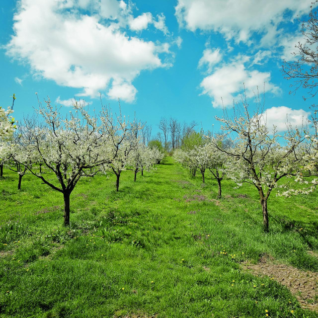 Šljive koje ovdje rastu nose poseban pečat podneblja