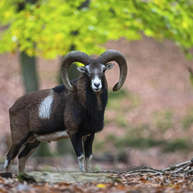 Muflon, ilustrativna fotografija