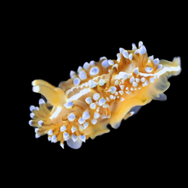 Antiopella cristata