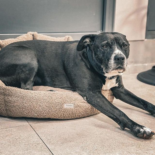 Crni na malenom ležaju