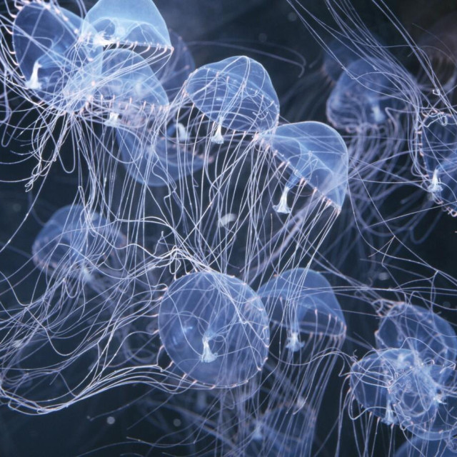 Ilustrativna fotografija