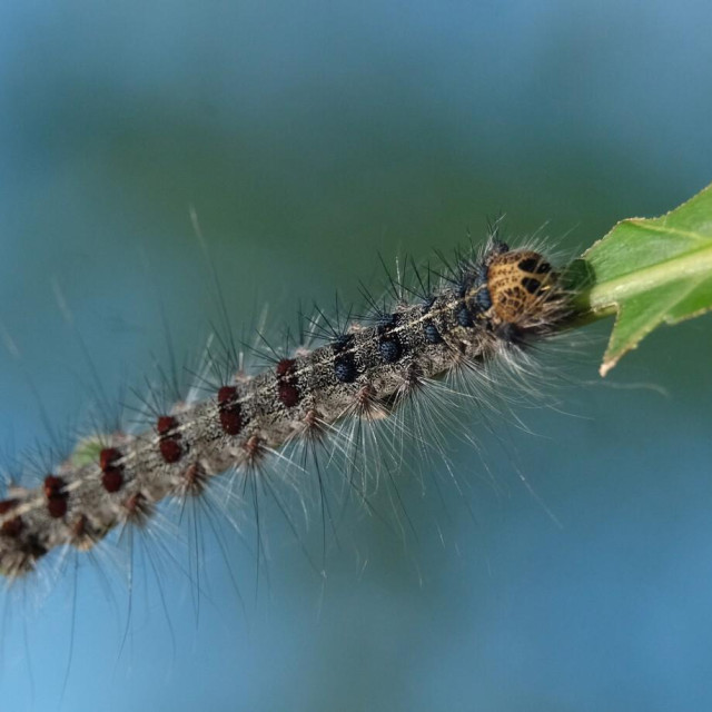 Gusjenica leptira Lymantria dispar