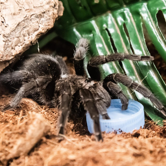 Trantula, ilustrativna fotografija