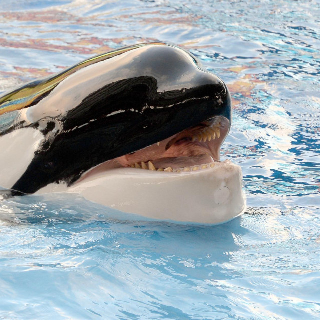 Ilustrativna fotografija orke u zatočeništvu