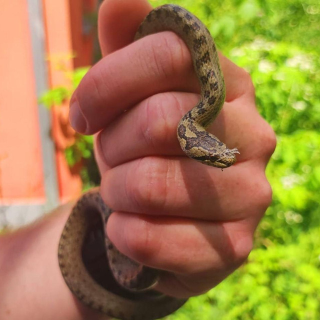 Zmija smukulja, ilustrativna fotografija