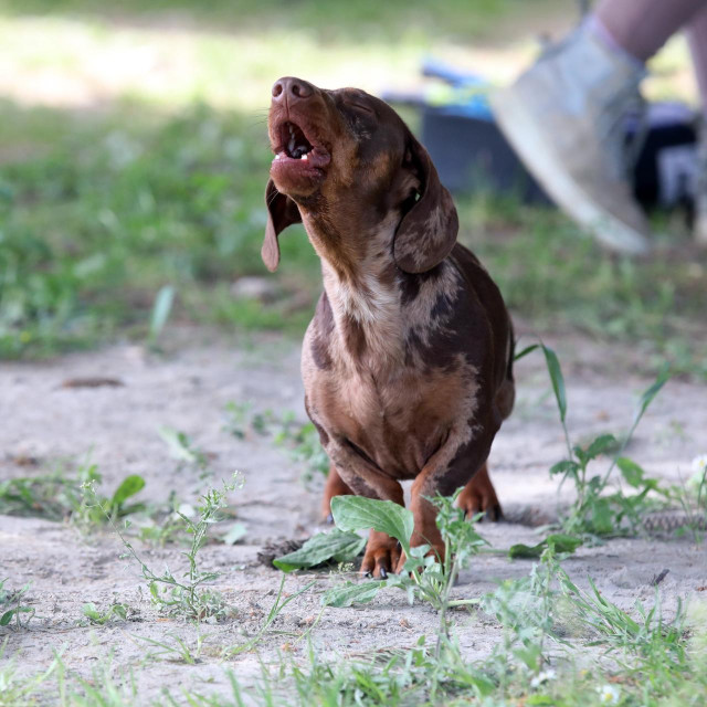 Ilustrativna fotografija