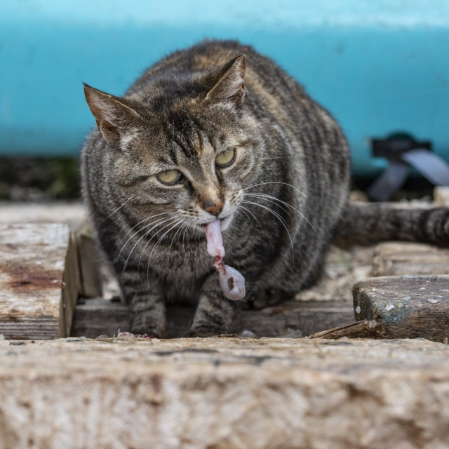 Ilustrativna fotografija