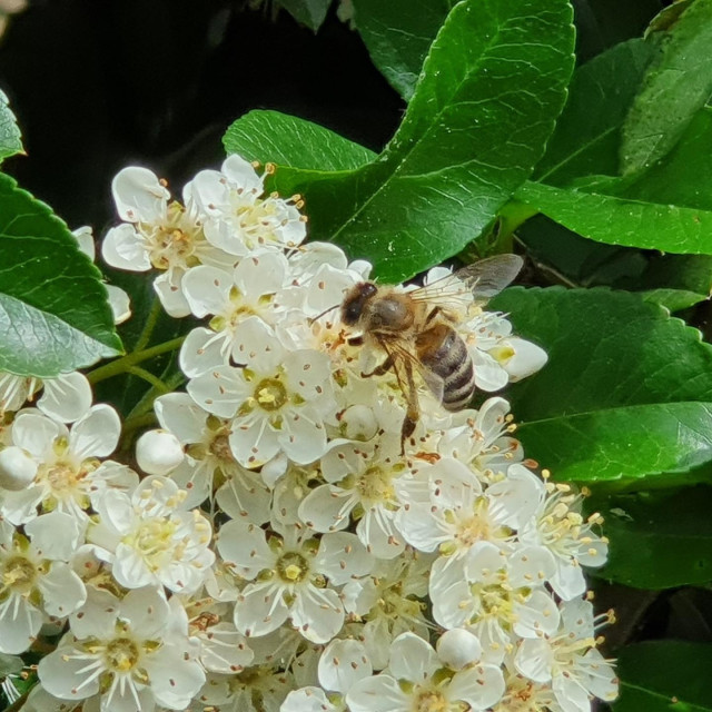 Pčela, ilustrativna fotografija
