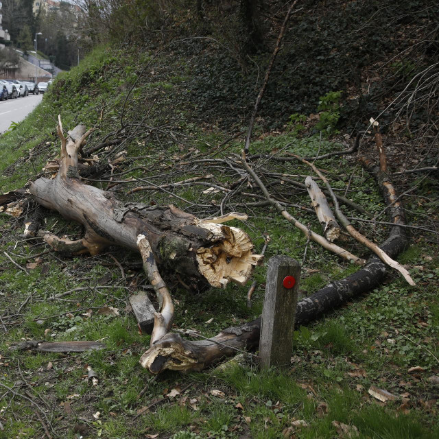 Srušeno stablo u Kosirnikovoj ulici