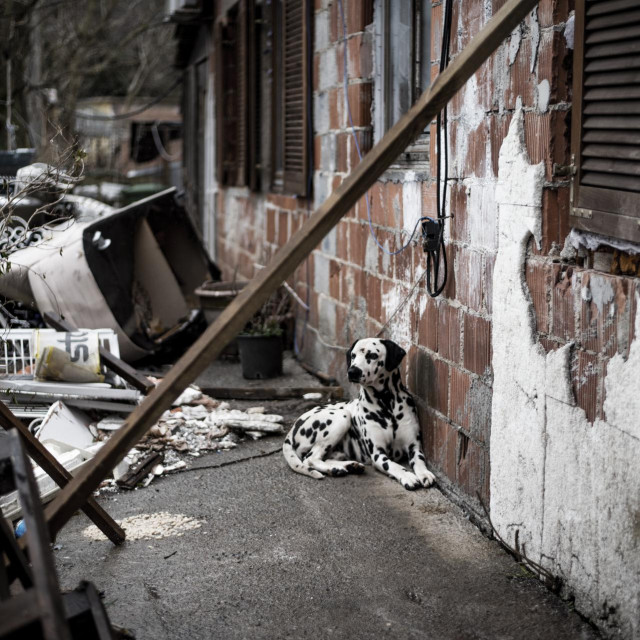 Fotograf: Petra Longin, izložba Vinodolska 22, Dalmatiner u moru tekstura