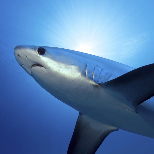 Morski pas, ilustrativna fotografija