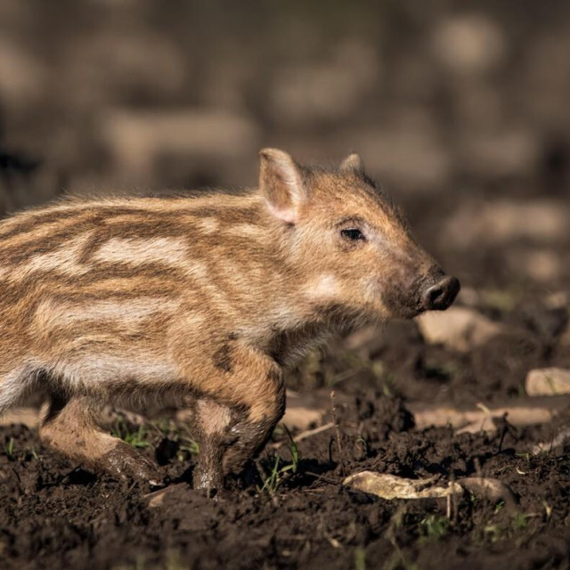 Ilustrativna fotografija