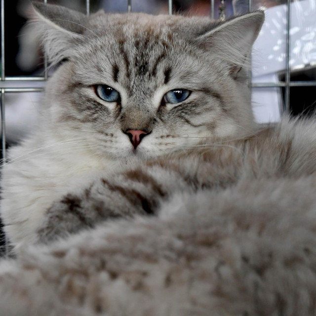 Ilustrativna fotografija