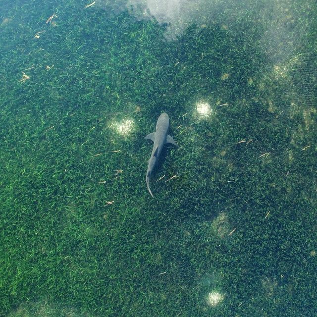 Livade morske trave djeluju kao rasadnik morskih pasa i drugih ribljih vrsta, što ih čini temeljno važnima za ribarsku industriju, podupirući proizvodnju oko petine najvećih svjetskih ribolova. (Južno kinesko more, 2018.)