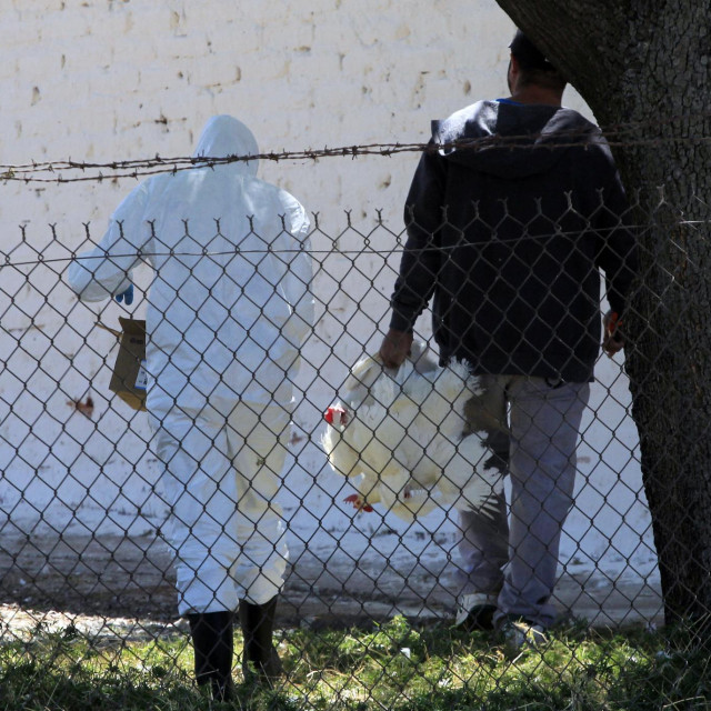 Svjetska zdravstvena organizacija lani je izvijestila o prvom meksičkom laboratorijskom slučaju zaraze ptičjom gripom, kod osobe koja nije bila izložena životinjama