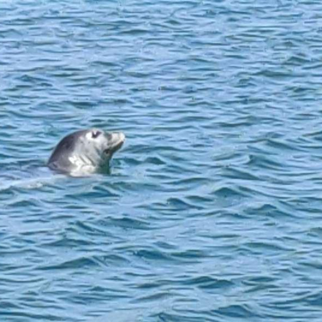 Sredozemna medvjedica, ilustrativna fotografija