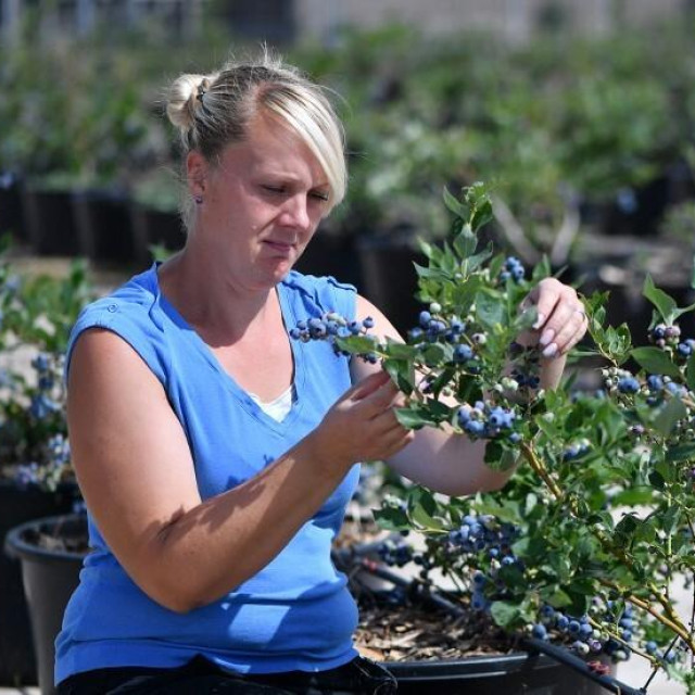 Žena bere borovnice, ilustrativna fotografija