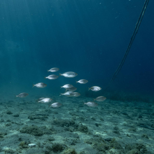 Ilustrativna fotografija