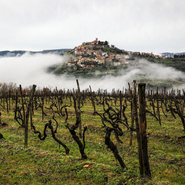 Motovun, panorama