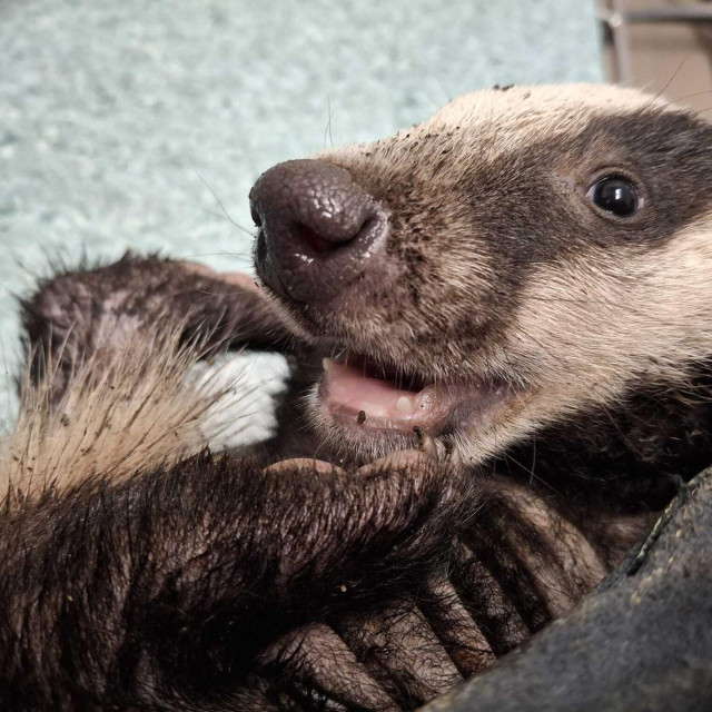 Zoološki vrt postao je privremeni dom malom jazavcu