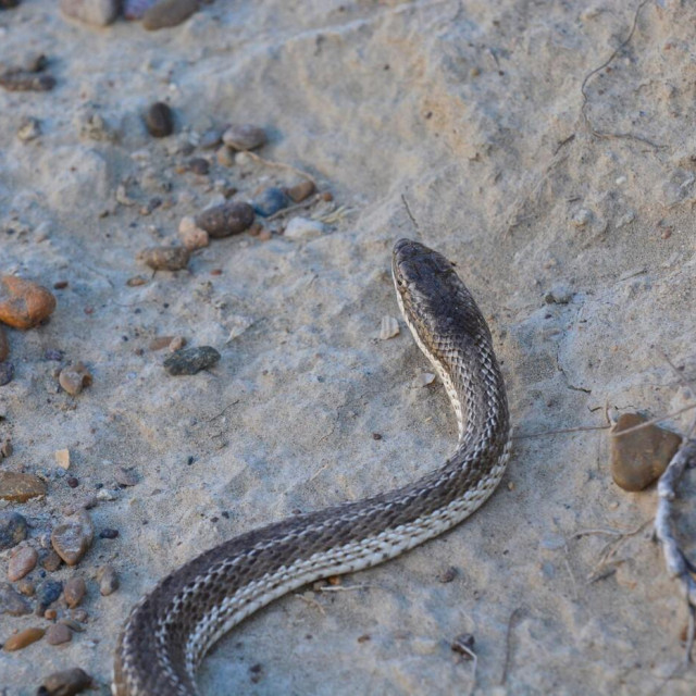 Ilustrativna fotografija