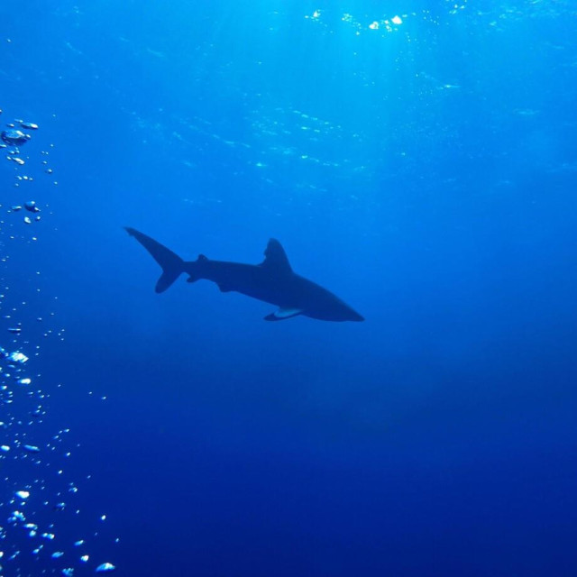 Underwater photograph, Red Sea in Egypt,Image: 977076422, License: Royalty-free, Restrictions:, Model Release: no, Credit line: bayazed/Alamy/Profimedia