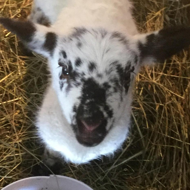 Ilustrativna fotografija