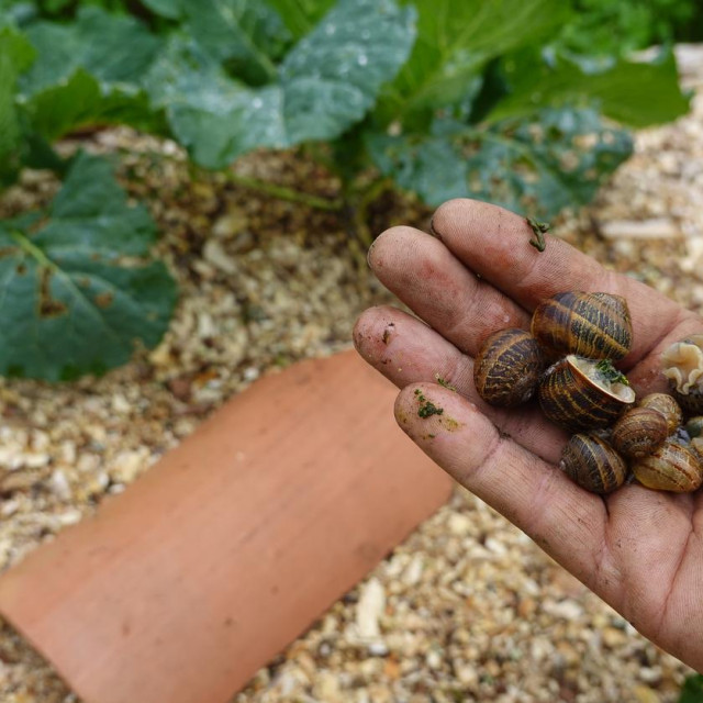 Prije upotrebe obavezno isperite slane ljuske kako ne biste naštetili biljkama