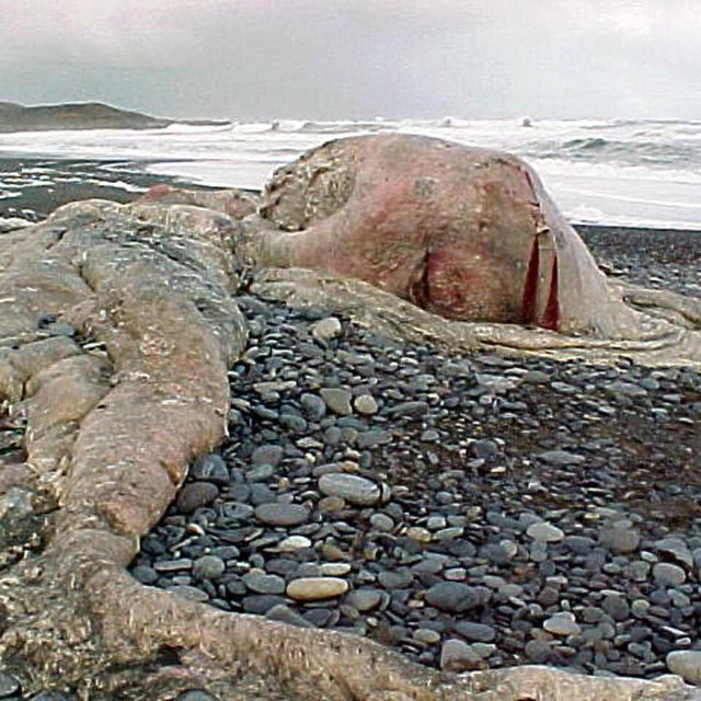 Leš kolosalne lignje koji je isplivao u Čileu 2003.