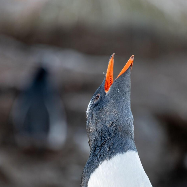 Ilustrativna fotografija