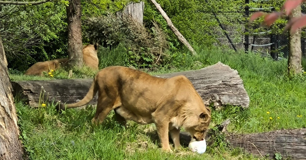 Jutarnji list - Zabavni prizori iz ZOO: Medvjedi, lemuri, lavovi ...