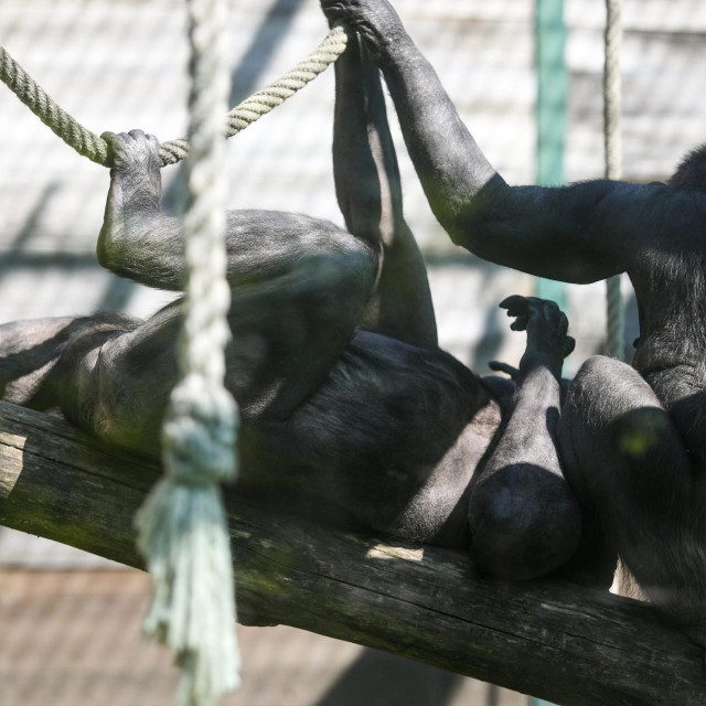 Ilustrativna fotografija