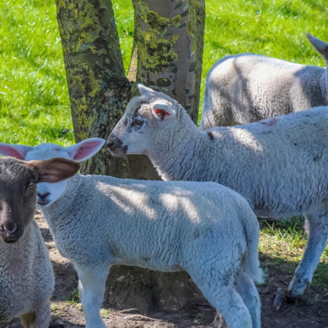 Ilustrativna fotografija