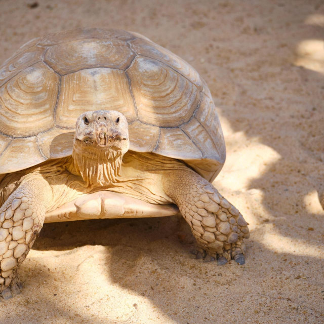 Prizor s Galapagosa, ilustrativna fotografija