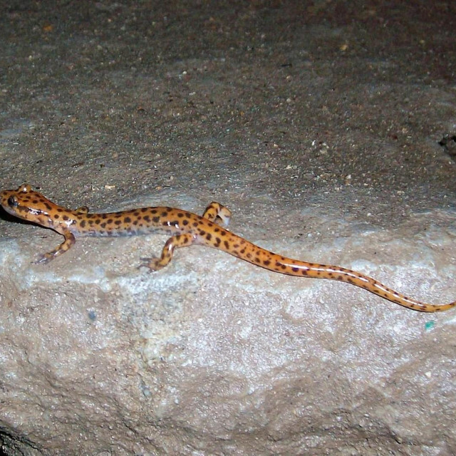 Ilustrativna fotografija