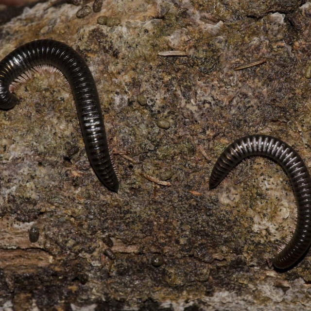 Portugalska stonoga