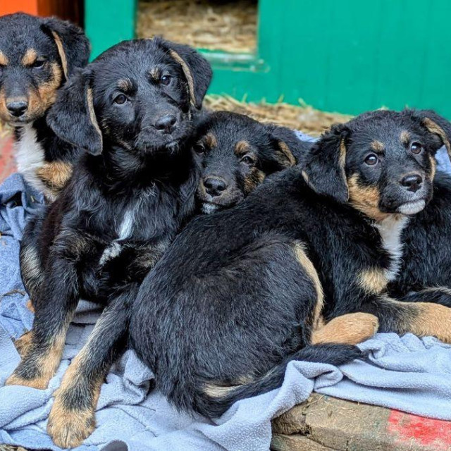 Ilustrativna fotografija