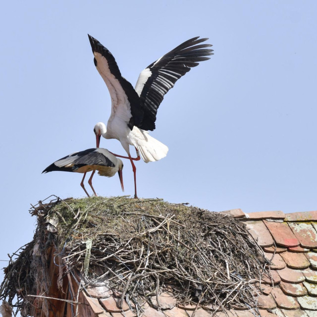 Ilustrativna fotografija