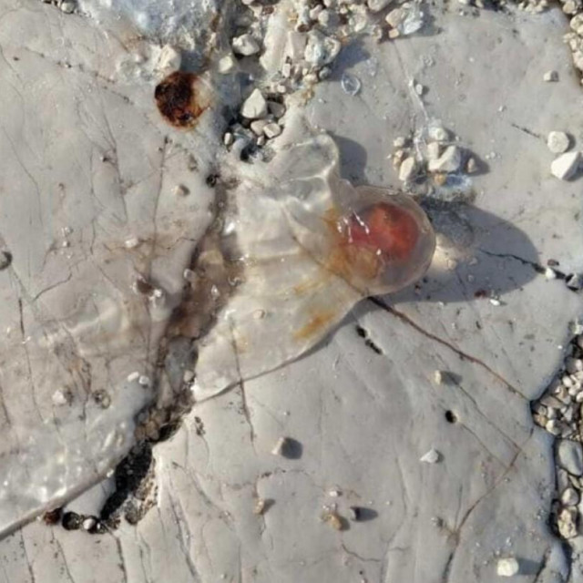 Neobična stvorenja kod Žirja