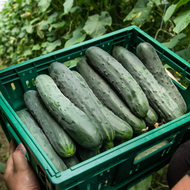 Imanje Stele i Marija Petrića koji unutar OPG-a uzgajaju razno povrće, a i krastavce