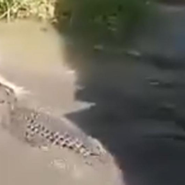 Napad krokodila na Filipinima