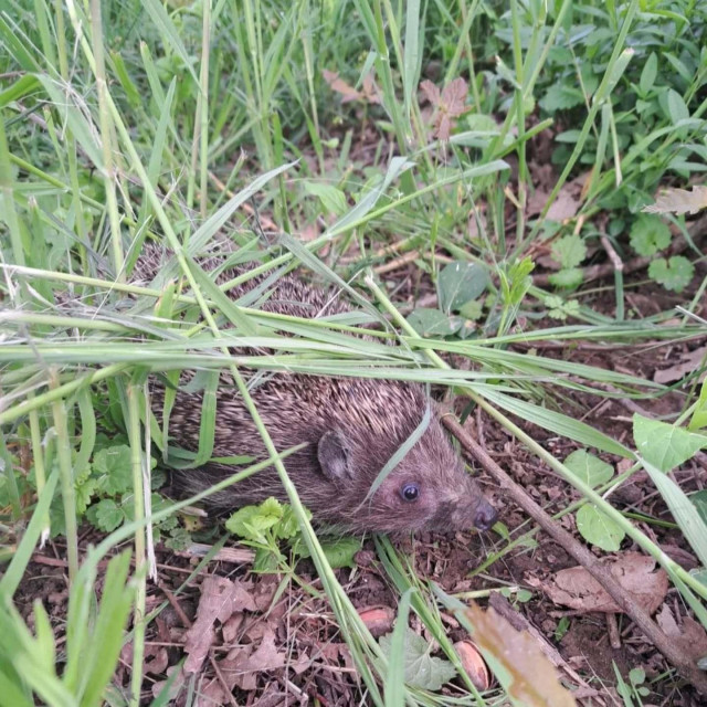 Puštanje ježeva u divljinu